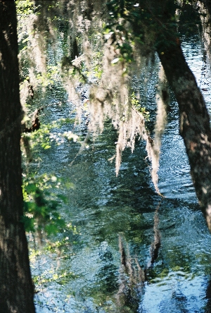 [Moss in trees hanging into water.]